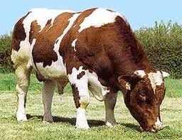 2011年肉牛养殖遇到的问题肉牛发展养殖的意义