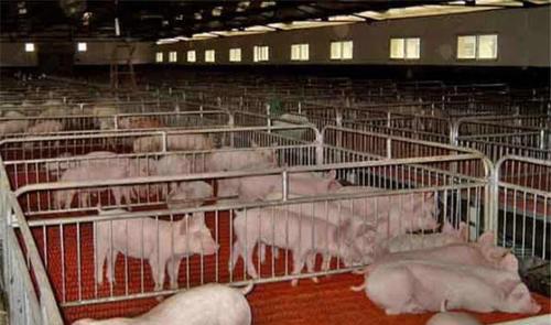 为何中国人应该停止吃猪肉 老外的理由亮了 养猪造成全球变暖