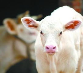 梁山县肉牛养殖基地专销200 300斤小肉牛