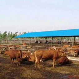 养什么肉牛最挣钱 的肉牛品种 改良肉牛牛苗哪里肉牛养殖品种好