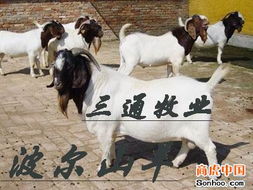 山东省三通牧业养殖基地