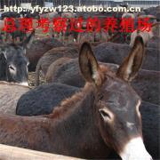 【山西哪里有肉驴养殖场我想养肉驴不知道咱们山西临汾适合饲养吗】价格,厂家,图片,供应商,牲畜,嘉祥县航宇牛羊驴养殖场 - 产品库 - 阿土伯交易网