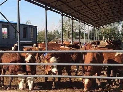 【头条】杭锦后旗要让肉牛产业&ldquo;牛&rdquo;起来