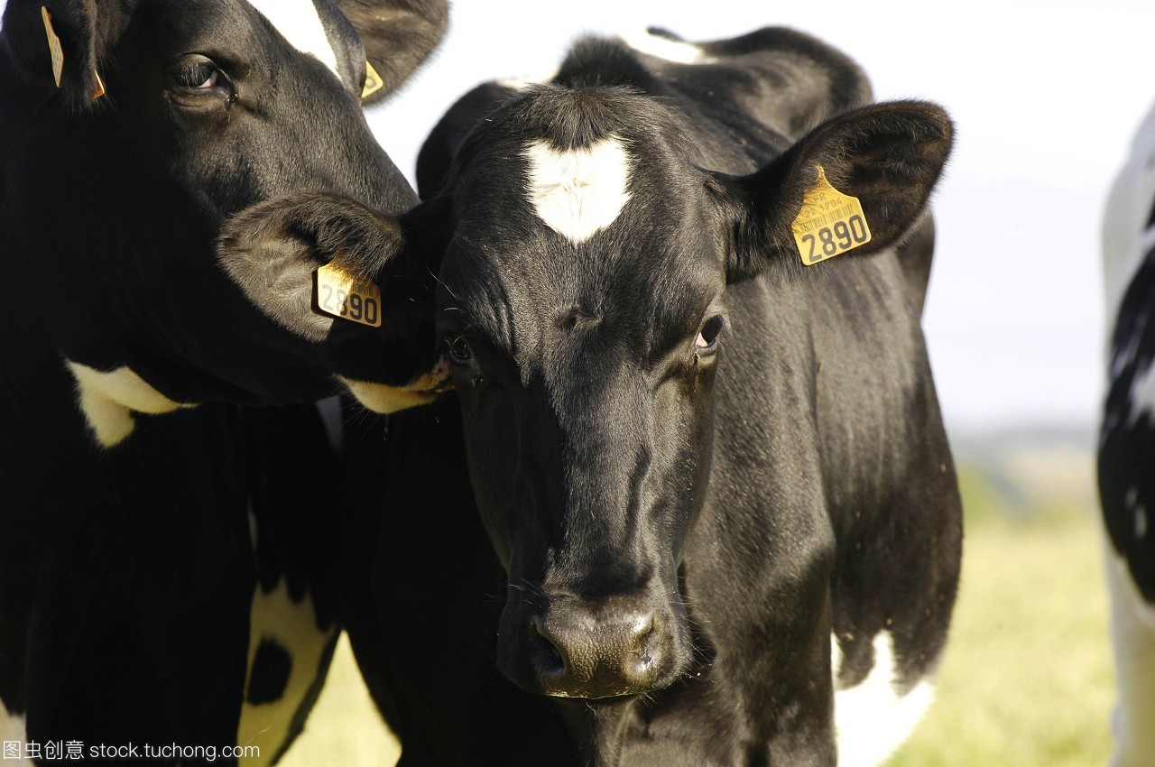 animal,mammal,动物,label,标签,哺乳动物,牛科动物,bovid,bovine,ruminant,cow,bos taurus,母牛,outdoors,domestic cow,france,法国,农业,agriculture,家畜,livestock,breeding,bsip,饲养,cattle,outdoor,contemplative,沉思,户外,牲畜,欧洲