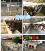 【母羊的饲养方法】批发,价格优惠,价格,厂家,图片,供应商,牲畜,嘉祥县航宇牛羊驴养殖场 - 产品库 - 阿土伯交易网